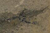 Bargain, Discosauriscus (Permian Reptiliomorph) - Czech Republic #175085-2